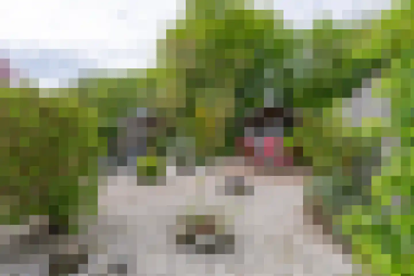 Hunzebos 6 Purmerend thumbnail 32