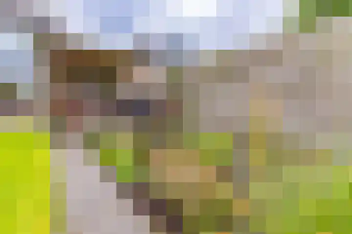 Hunzedal 40 A Borger thumbnail 32