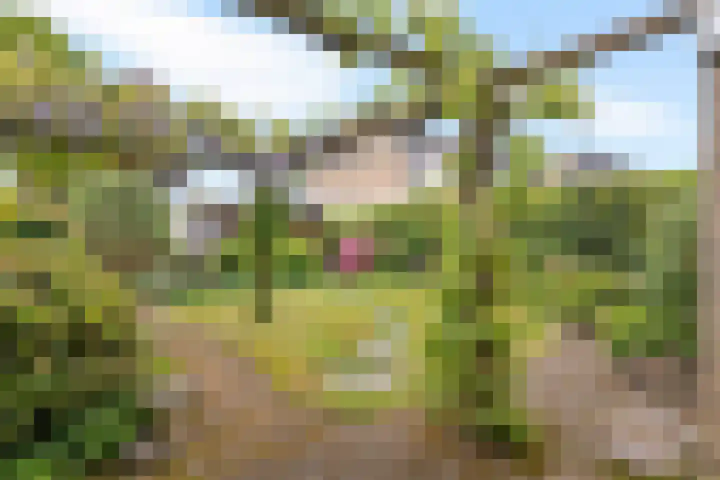 Hunzedal 49 Borger thumbnail 29