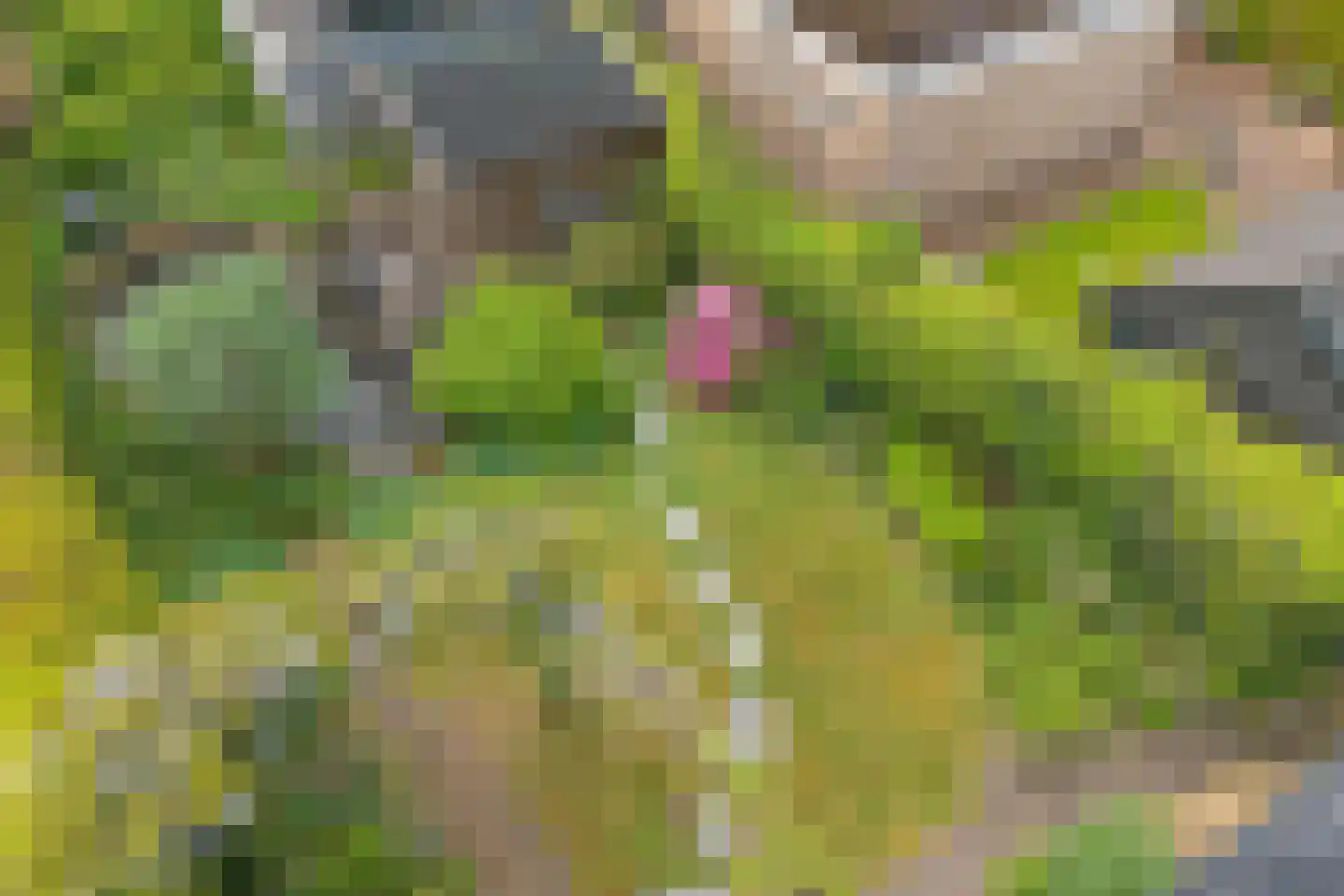 Hunzedal 49 Borger thumbnail 34