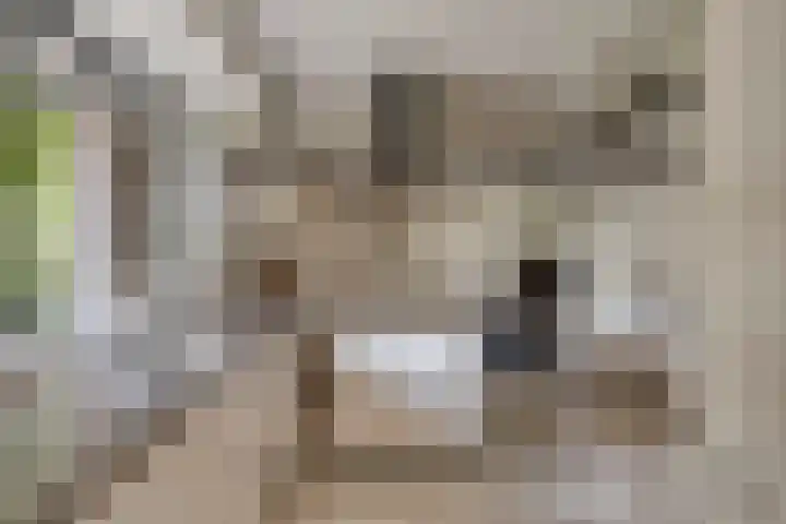 Hurk 209 Uden foto 3
