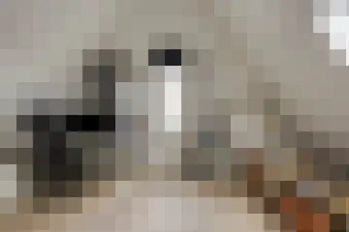 Huurlingsedam 161 Wijchen thumbnail 31