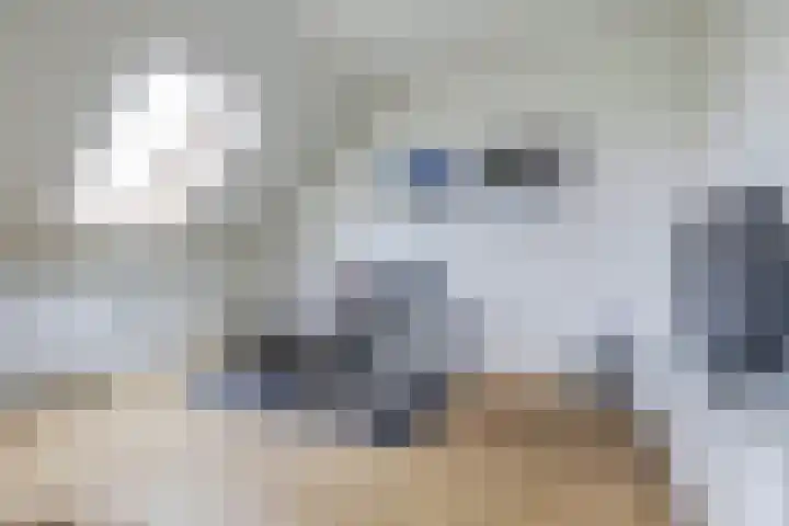 Huurlingsedam 40 Wijchen thumbnail 42