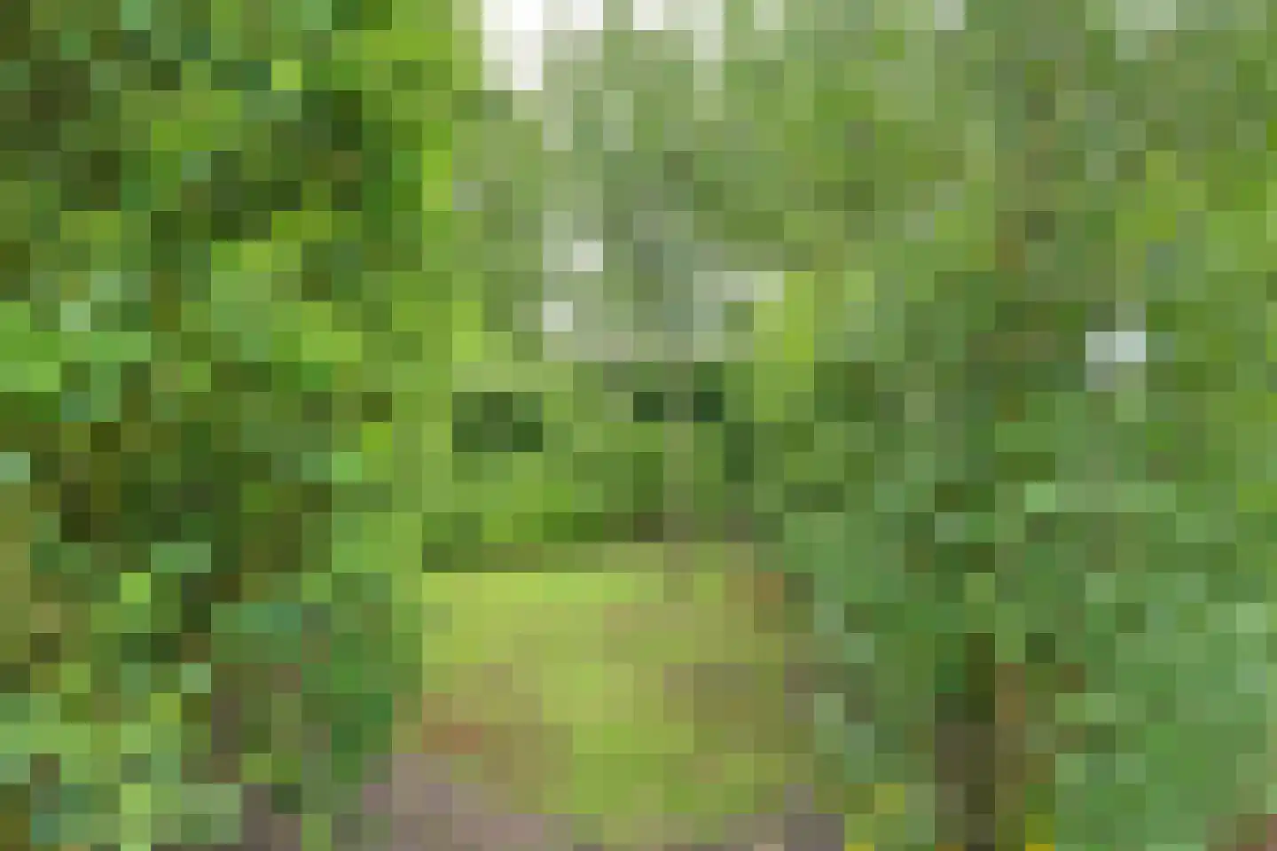 Huusker 26 Haaksbergen thumbnail 33