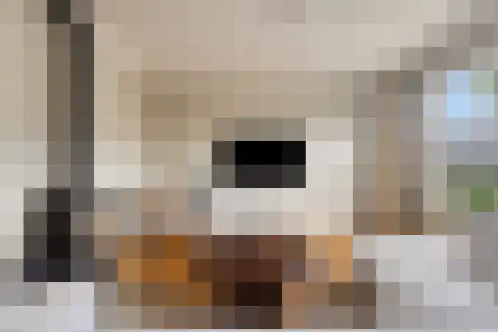 Huusker 3 Haaksbergen thumbnail 6