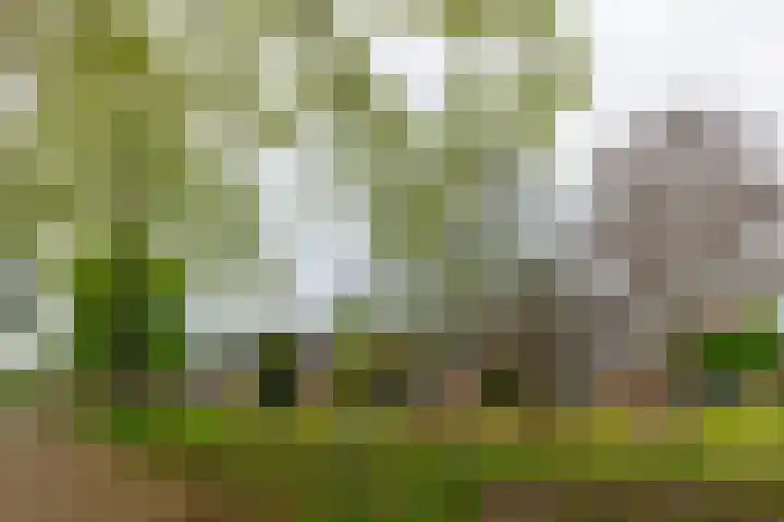 Huydecoperweg 9 C Zeist thumbnail 41
