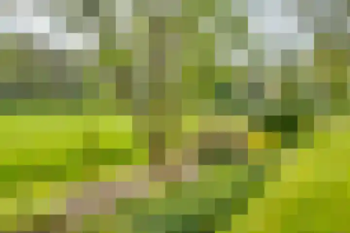 Huzarenlaan 14 Joppe thumbnail 30