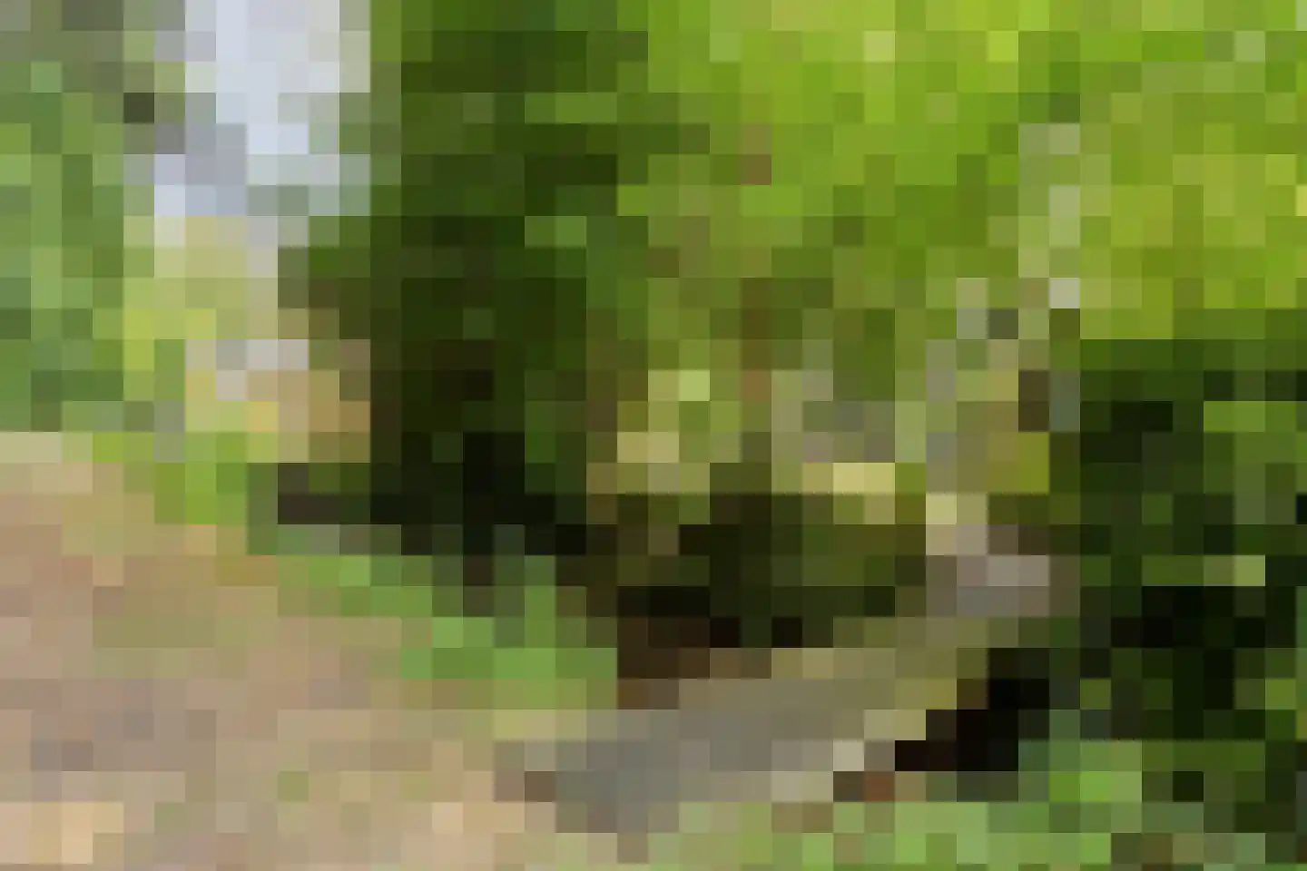 Hyacinth 117 Vinkel thumbnail 34