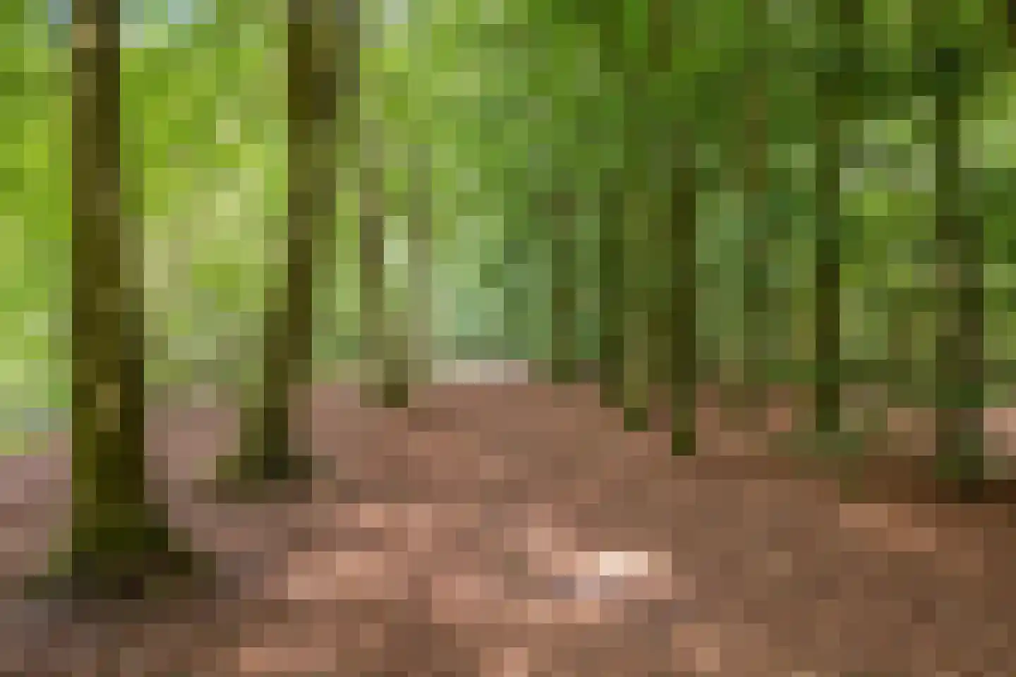 Hyacinth 117 Vinkel thumbnail 37
