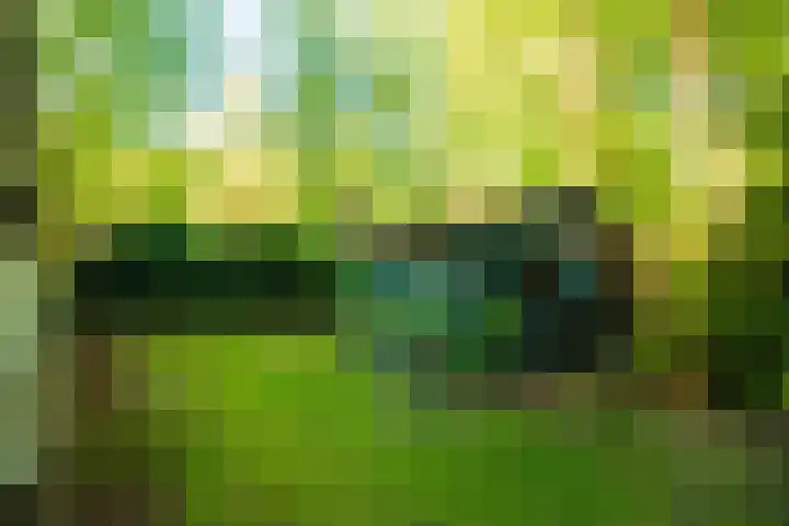 Hyacinth 126 Vinkel thumbnail 27