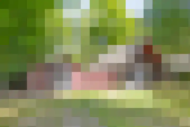 Hyacinth 149 Vinkel thumbnail 18