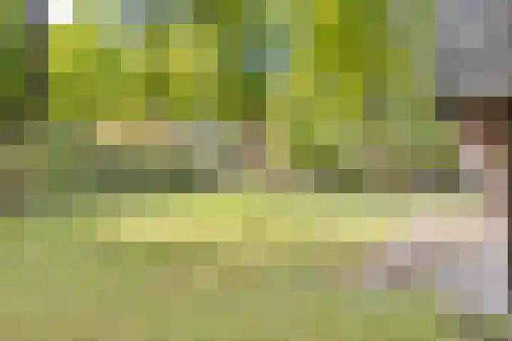 Hyacinth 149 Vinkel thumbnail 7
