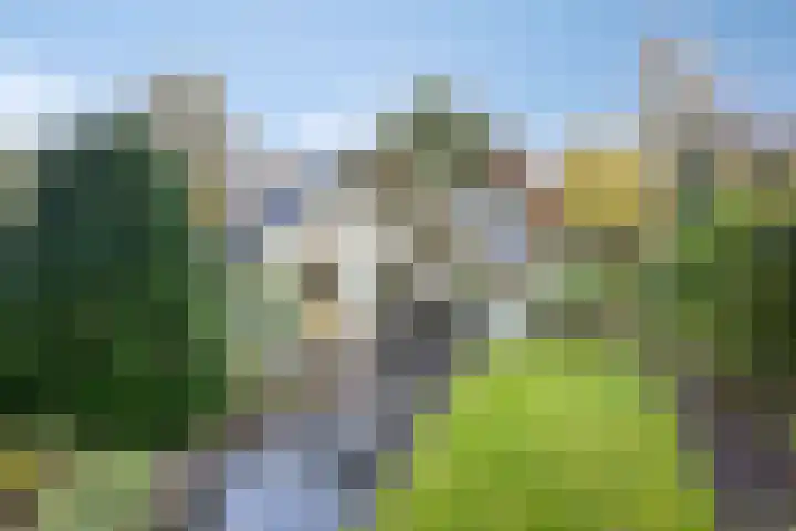 Hyacinth 94 Vinkel thumbnail 20