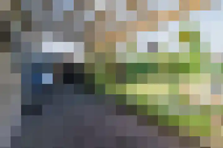 Hyacintlaan 16 Waalre thumbnail 36