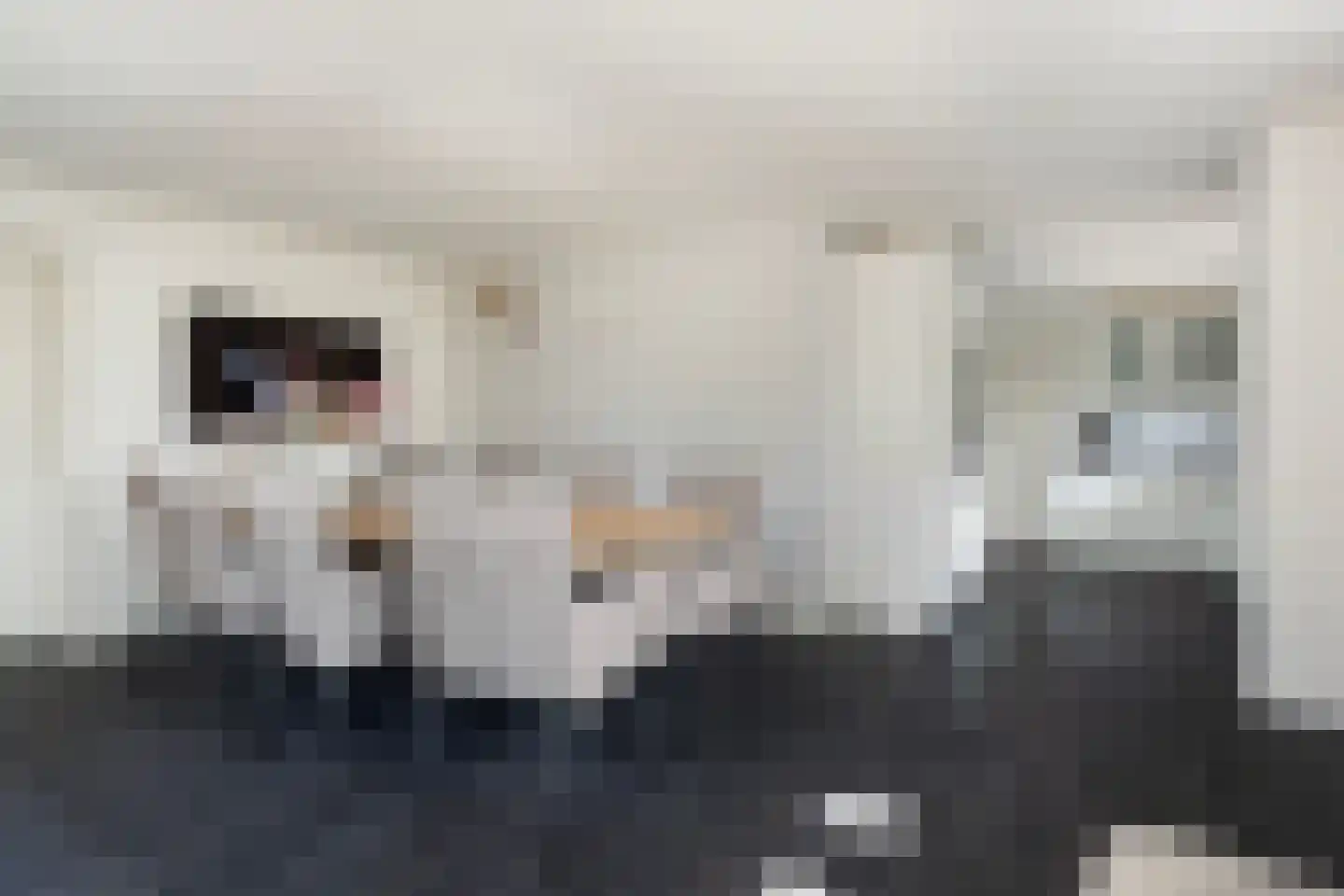 Hynsteblom 5 Damwâld thumbnail 22