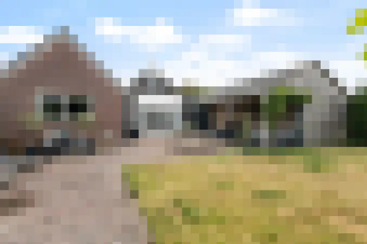 Hynsteblom 5 Damwâld thumbnail 31
