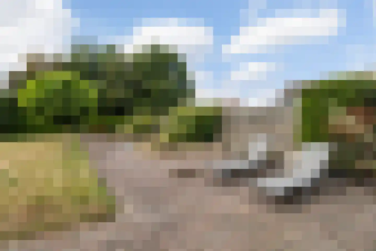 Hynsteblom 5 Damwâld thumbnail 35
