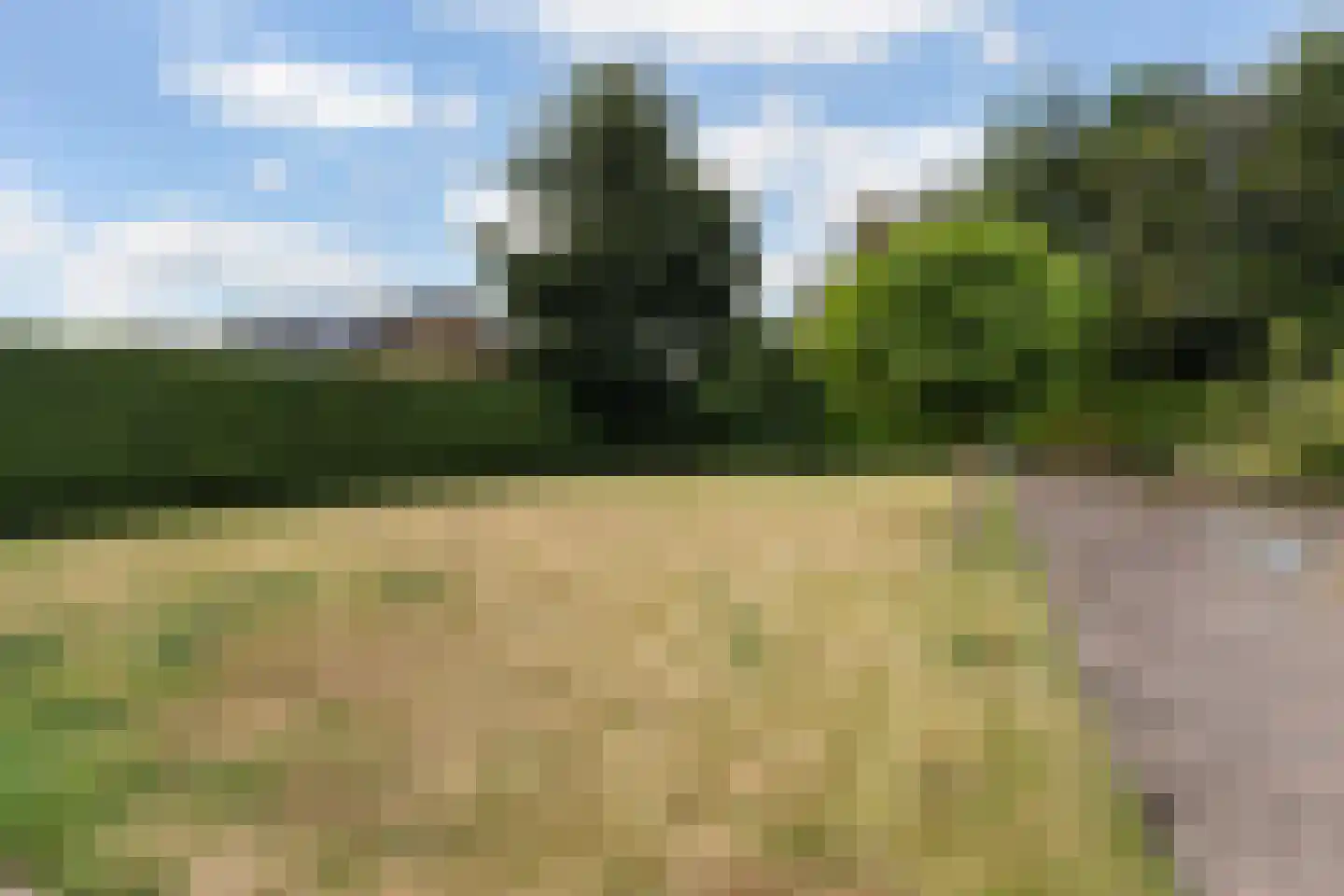 Hynsteblom 5 Damwâld thumbnail 37