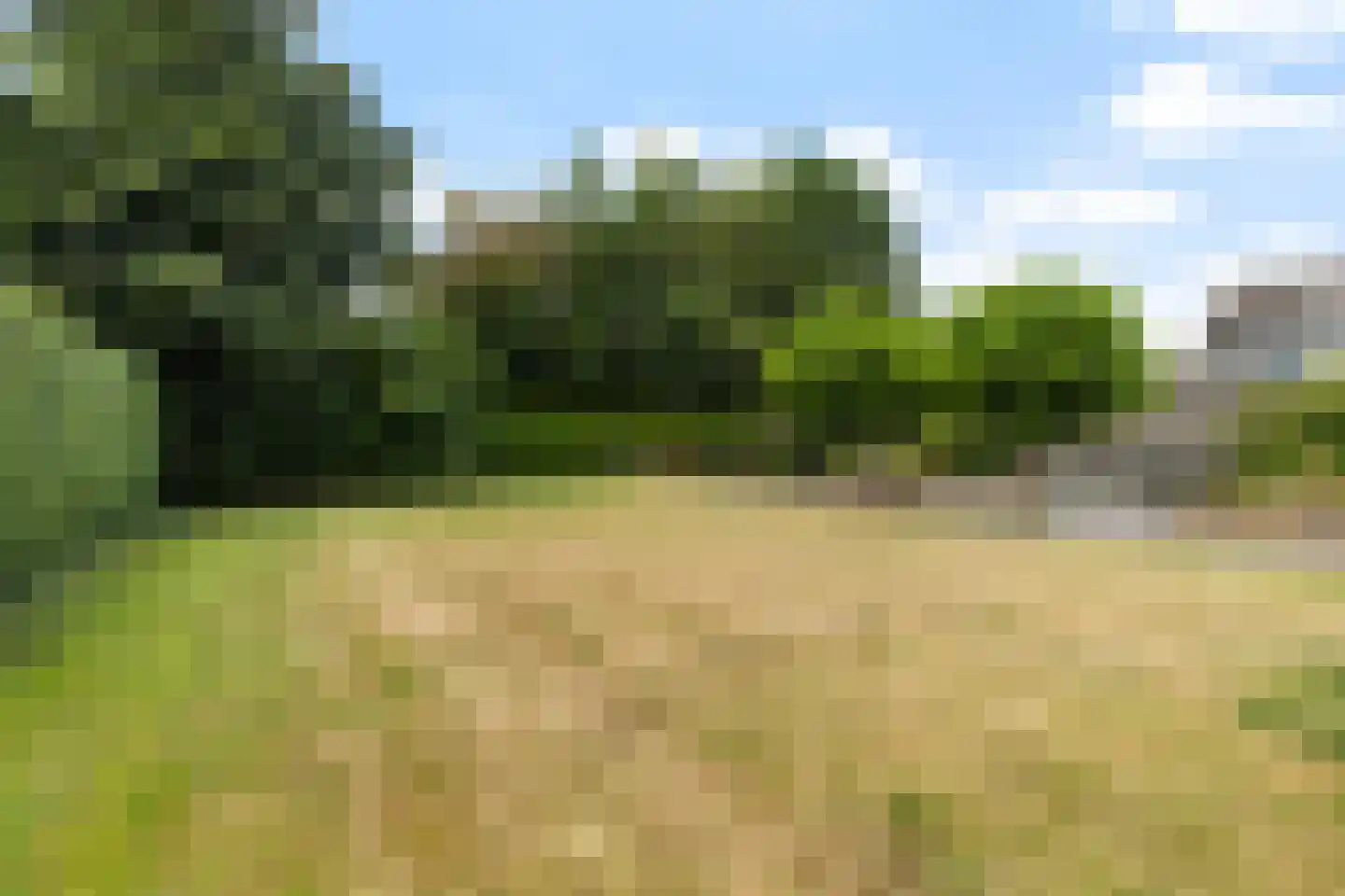 Hynsteblom 5 Damwâld thumbnail 38