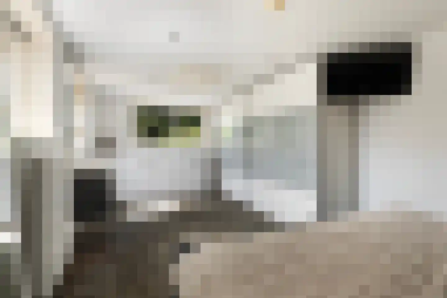 Hynsteblom 5 Damwâld thumbnail 40