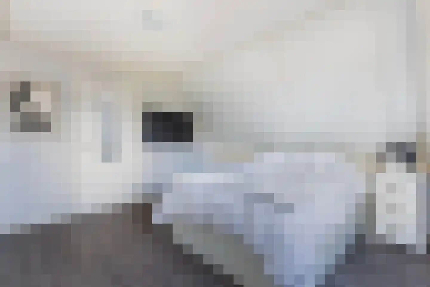 Hynsteblom 5 Damwâld thumbnail 47
