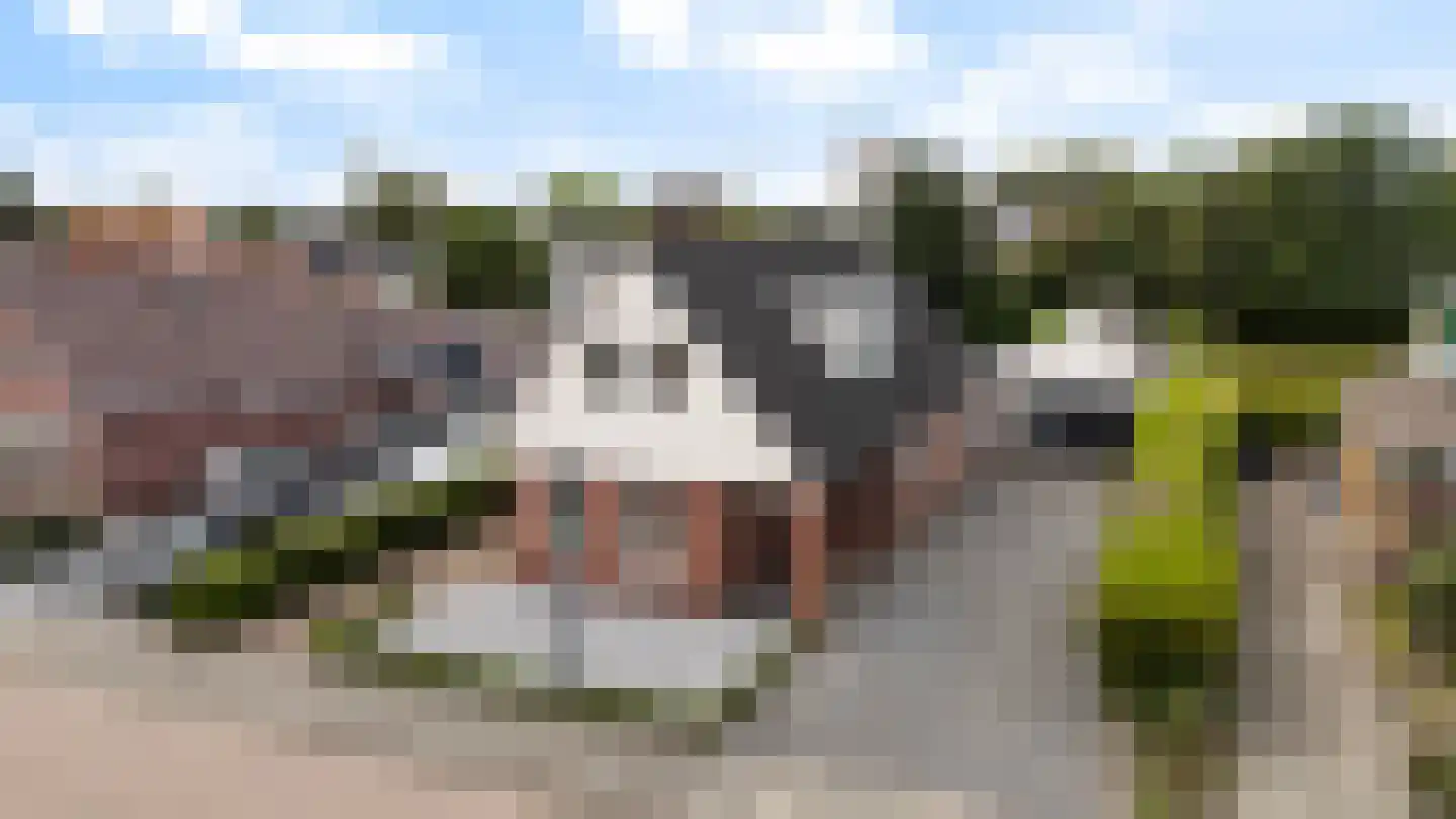 Hynsteblom 5 Damwâld thumbnail 54