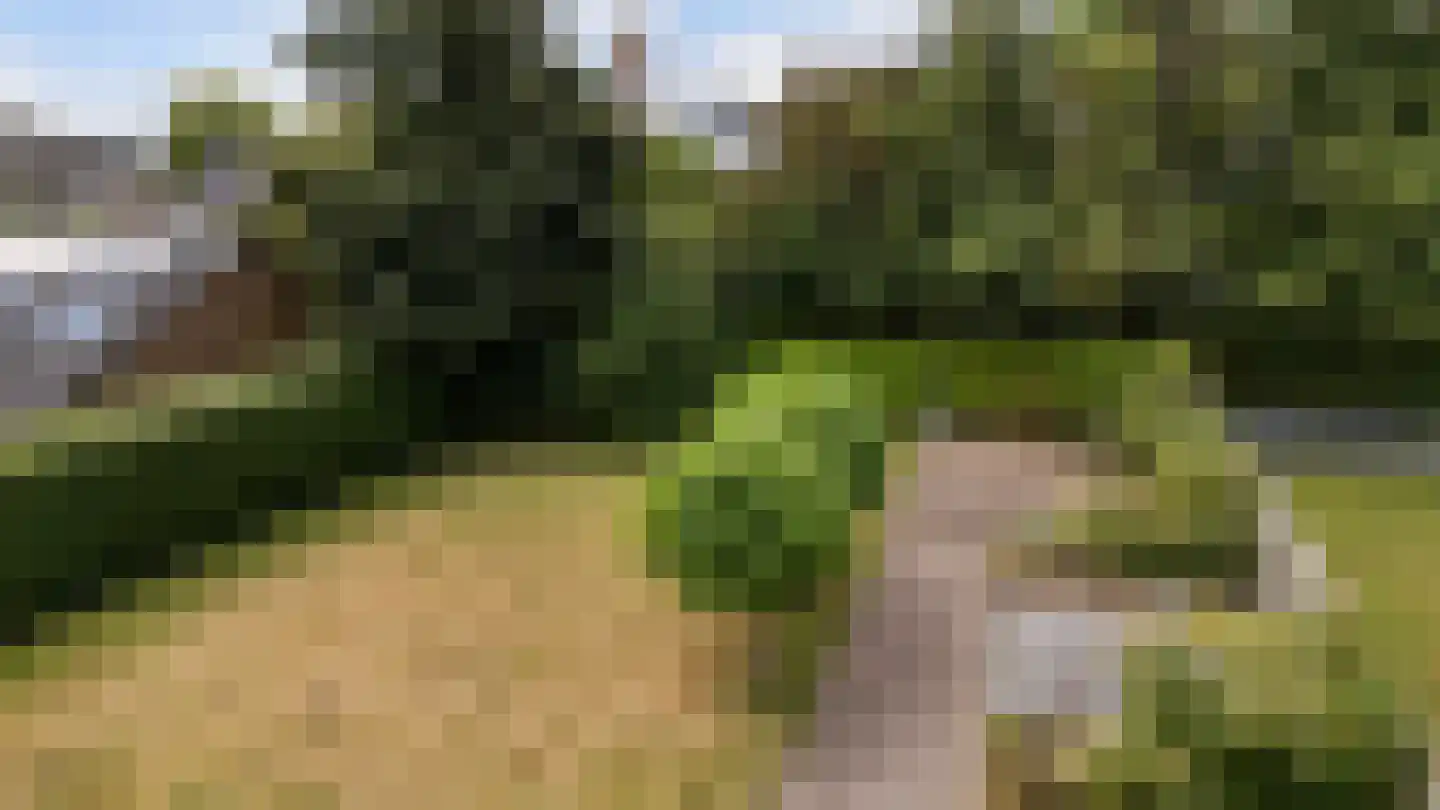 Hynsteblom 5 Damwâld thumbnail 57