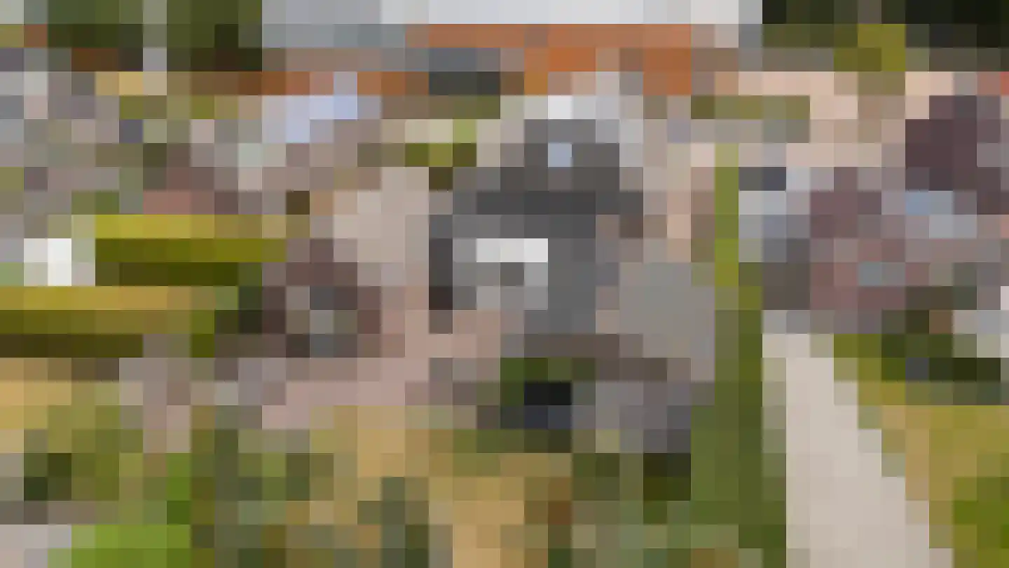 Hynsteblom 5 Damwâld thumbnail 59