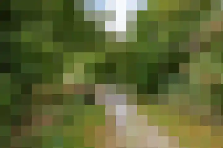 Hynstewaed 12 Stiens thumbnail 39