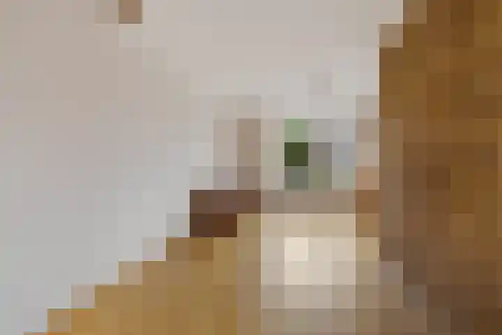 Hynstewaed 12 Stiens thumbnail 5