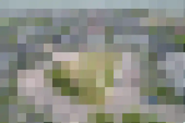 Icarusblauwtje 98 Apeldoorn thumbnail 14