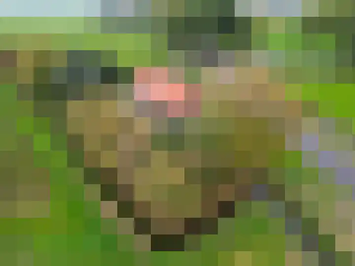 Ideweersterweg 5 Meedhuizen thumbnail 6