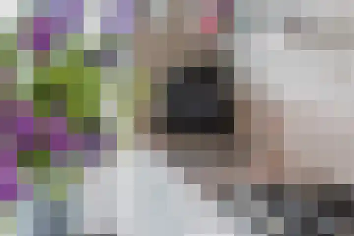 Idzardaweg 62 Ter Idzard thumbnail 13