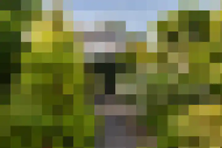 Idzerdastins 75 Leeuwarden thumbnail 13