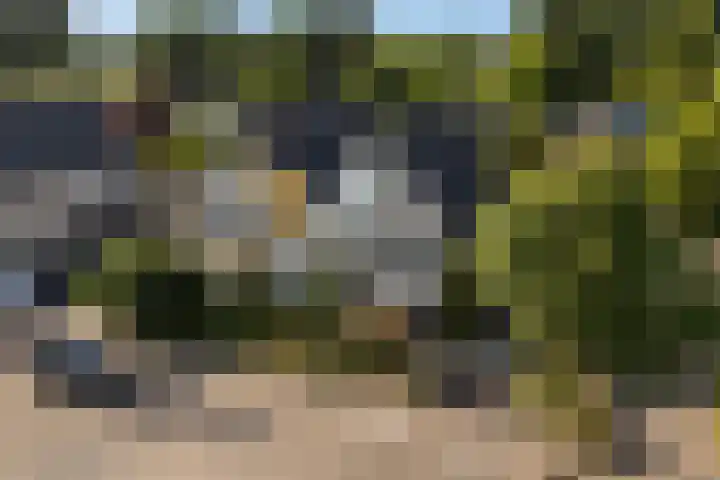 Idzerdastins 75 Leeuwarden thumbnail 5
