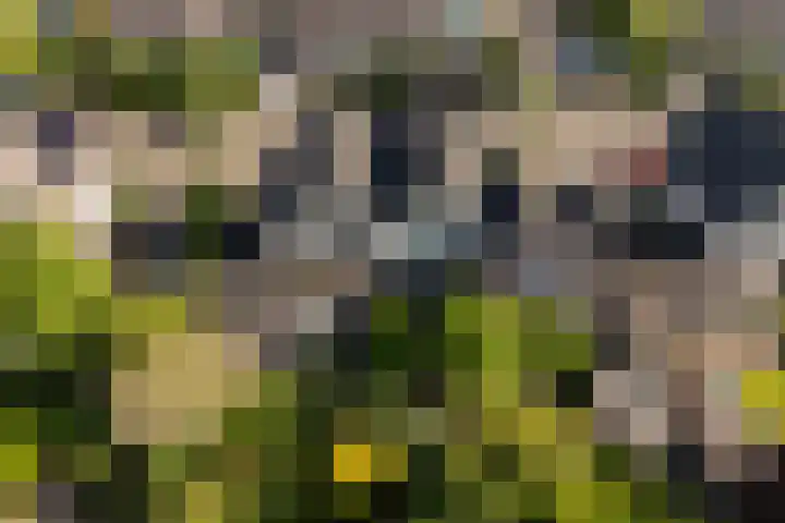 Idzerdastins 75 Leeuwarden thumbnail 6