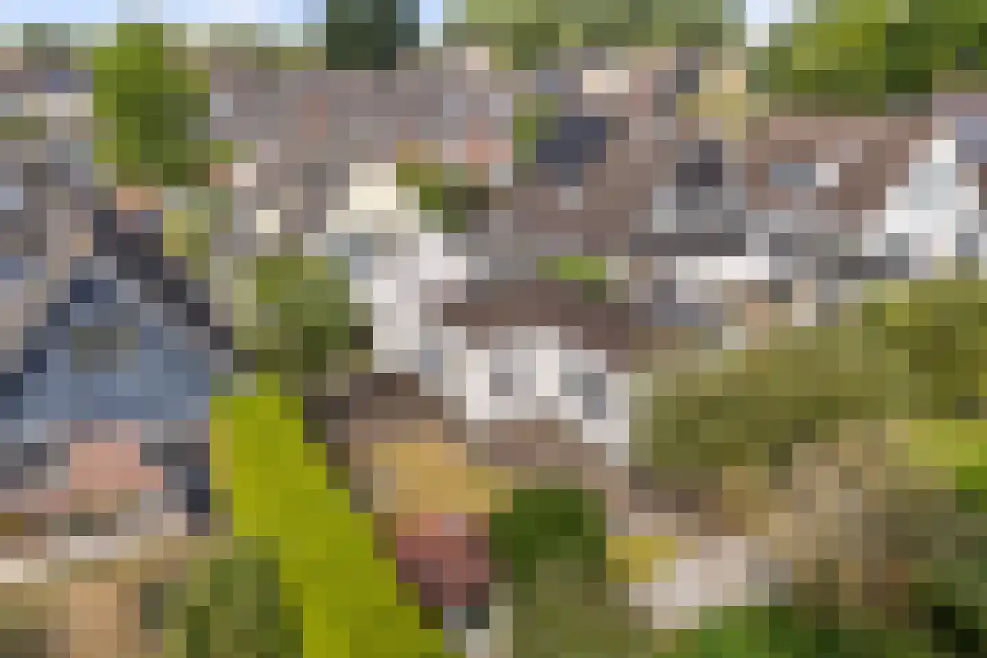 Idzerdastins 85 Leeuwarden thumbnail 4