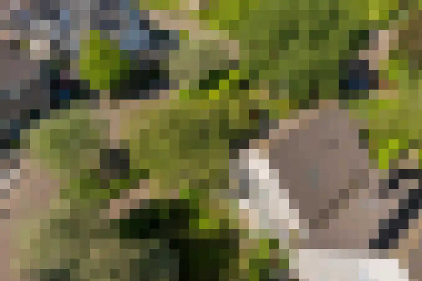 Iekakkers 4 Diever thumbnail 50