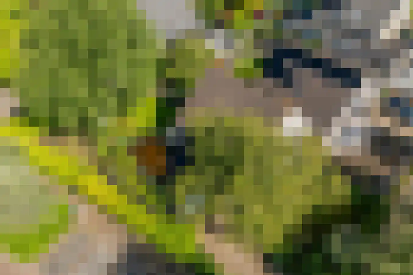 Iekakkers 4 Diever thumbnail 6