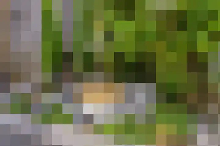 Iekendonksevoort 31 Helmond thumbnail 33