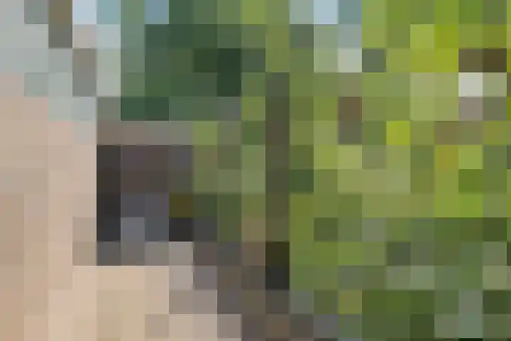 Iemingecamp 5 Emmen thumbnail 41