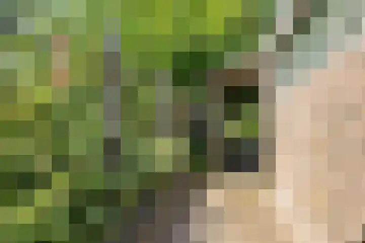 Iemingecamp 5 Emmen thumbnail 9