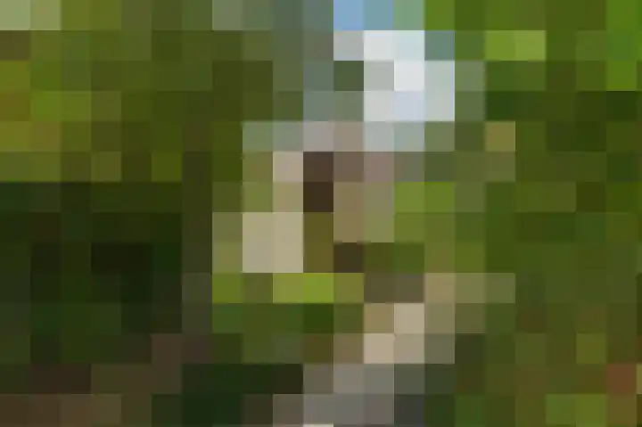 Ien Dalessingel 35 Zutphen thumbnail 39