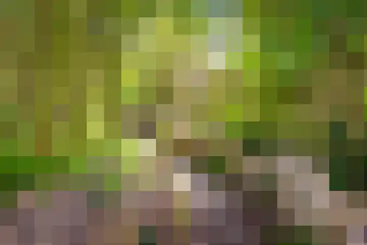 Ien Dalessingel 35 Zutphen thumbnail 44