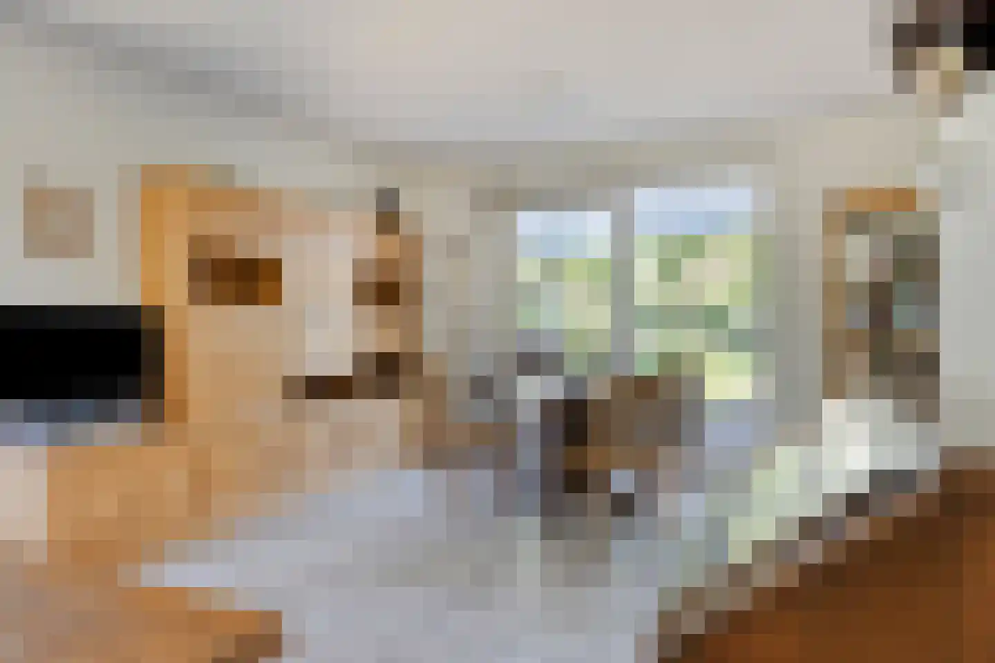 Iep 45 Best foto 3