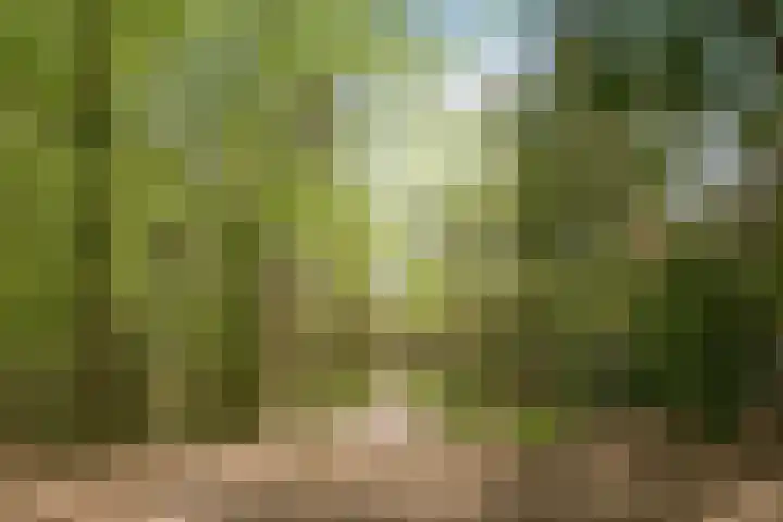 Iepelaar 47 Asten thumbnail 35
