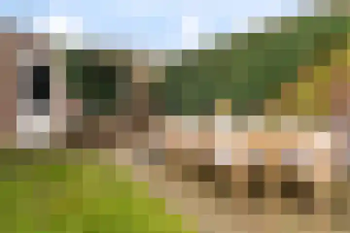 Iepengaard 12 Goirle thumbnail 32
