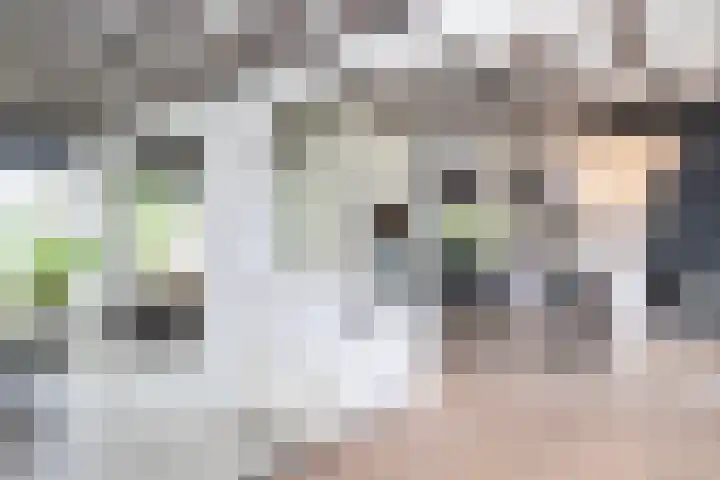 Iepenhof 18 Dieren thumbnail 13