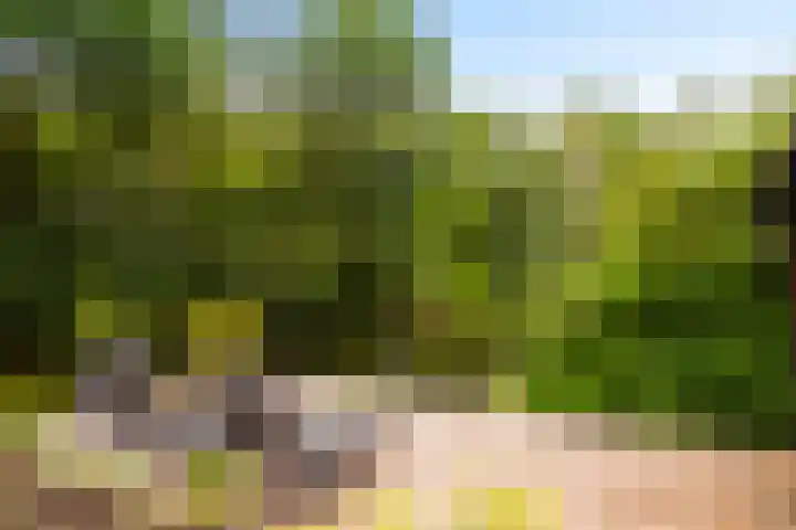 Iepenhof 18 Dieren thumbnail 27