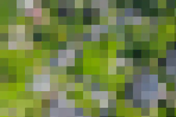 Iepenlaan 10 Rosmalen thumbnail 44